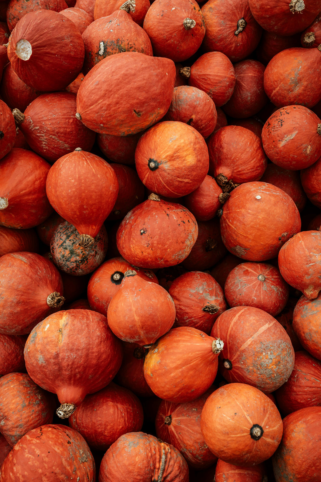 🎃 Don’t Get Spooked by Pumpkin Mess